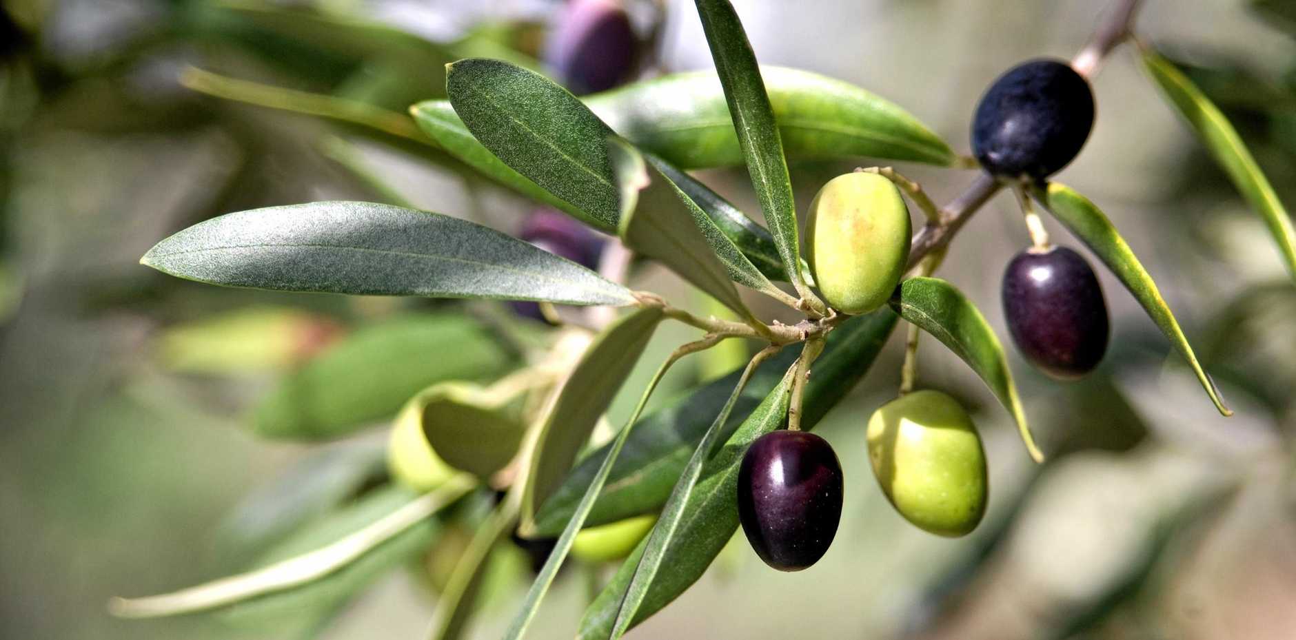 zeytin-destek